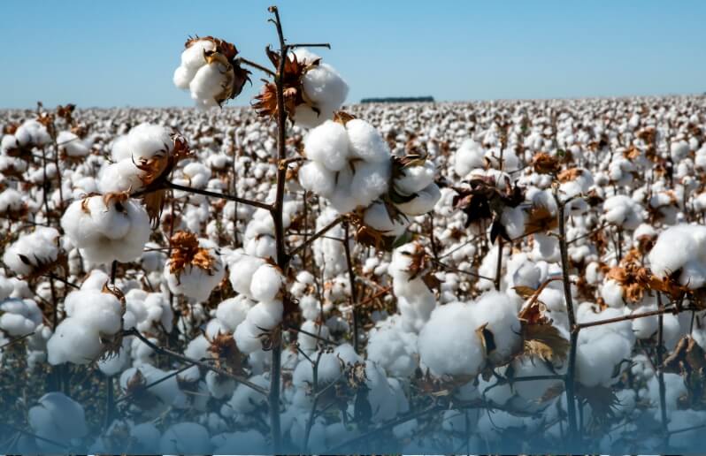 cotton